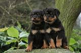 ROTTWEILER 327